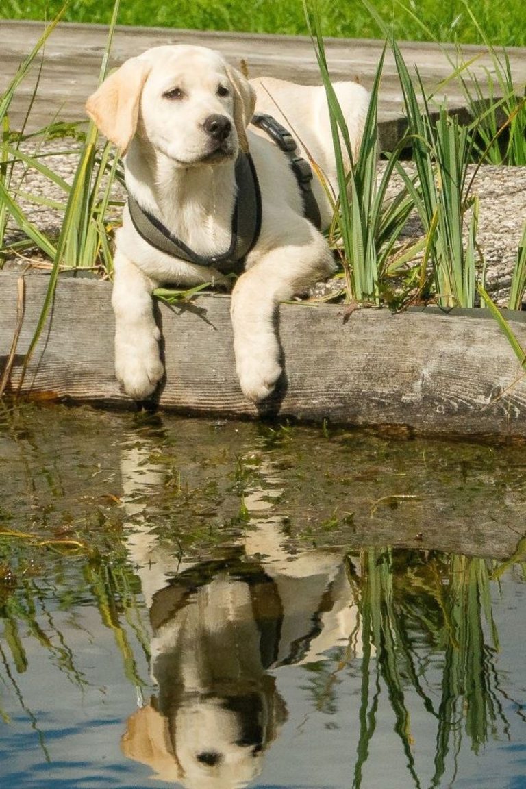 urlaub-mit-hund
